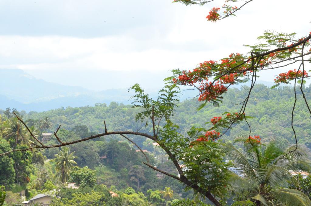 The Buena Vista Kandy Bagian luar foto
